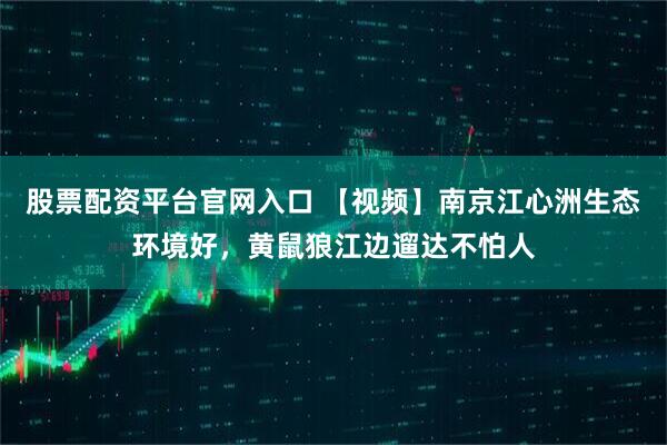 股票配资平台官网入口 【视频】南京江心洲生态环境好，黄鼠狼江边遛达不怕人